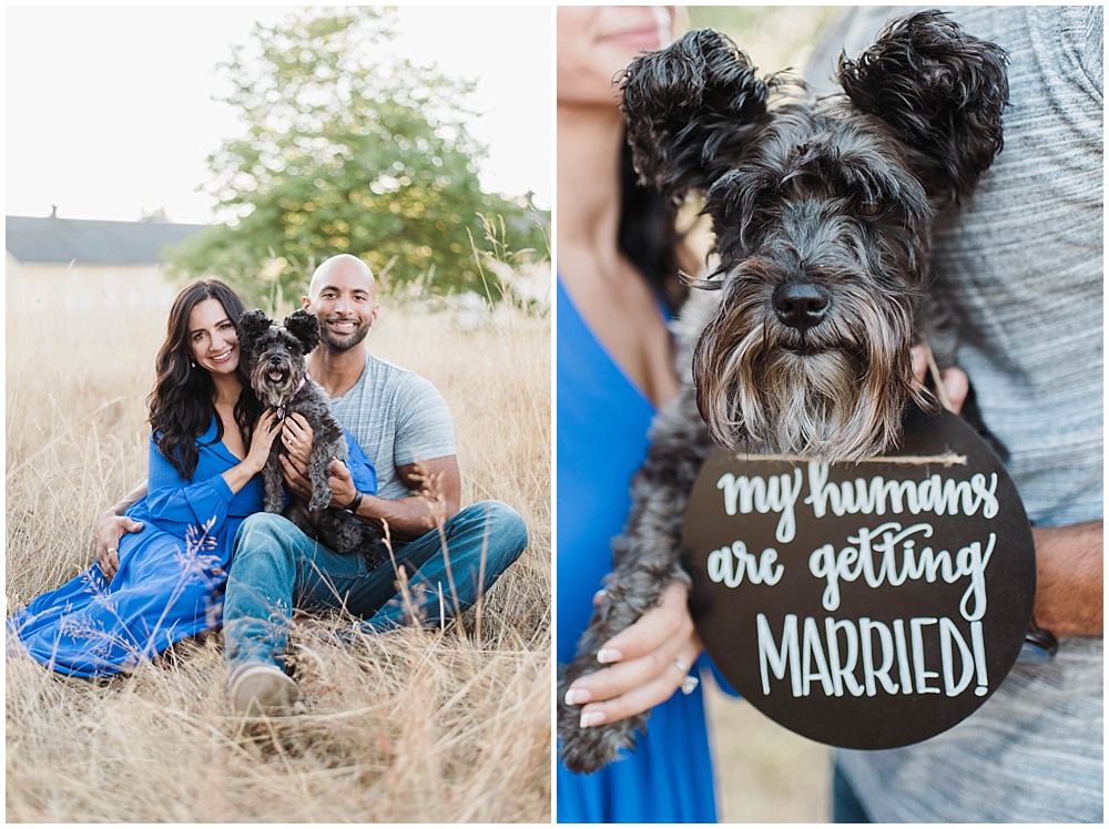  Romantic Discovery Park engagement photo with adorable Schnauzer dog wearing a my humans are getting married sign | Julianna J Photography | juliannajphotography.com 